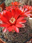 Gymnocalycium baldianum ©JLcoll.614.JPG